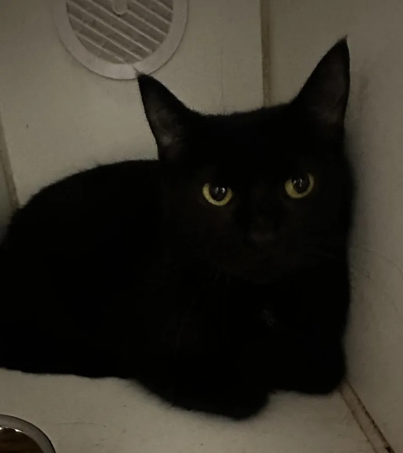 Rudolpha thumbnail 3