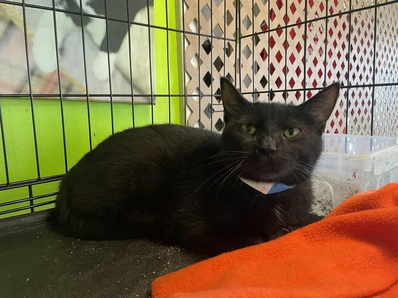 Rudolpha thumbnail 4