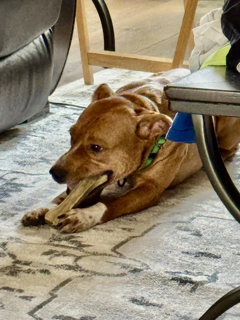 Ned!  Total Sweetheart!!!! thumbnail 2