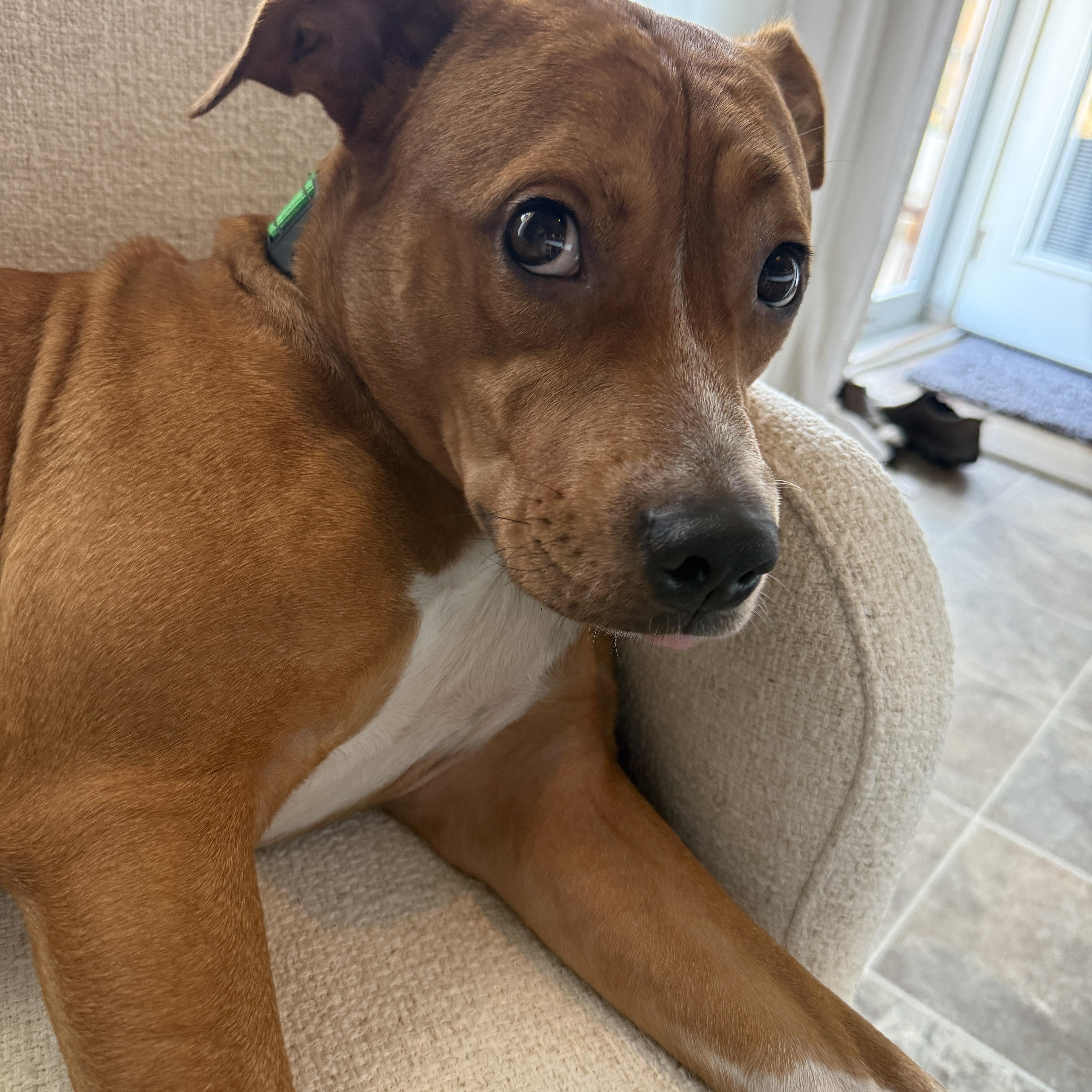 Ned!  Total Sweetheart!!!! thumbnail 4