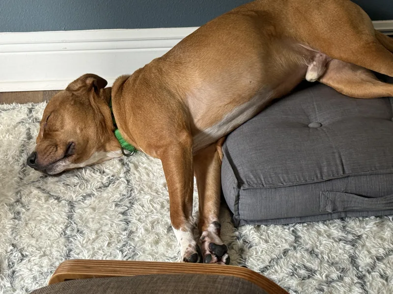 Ned!  Total Sweetheart!!!! thumbnail 5