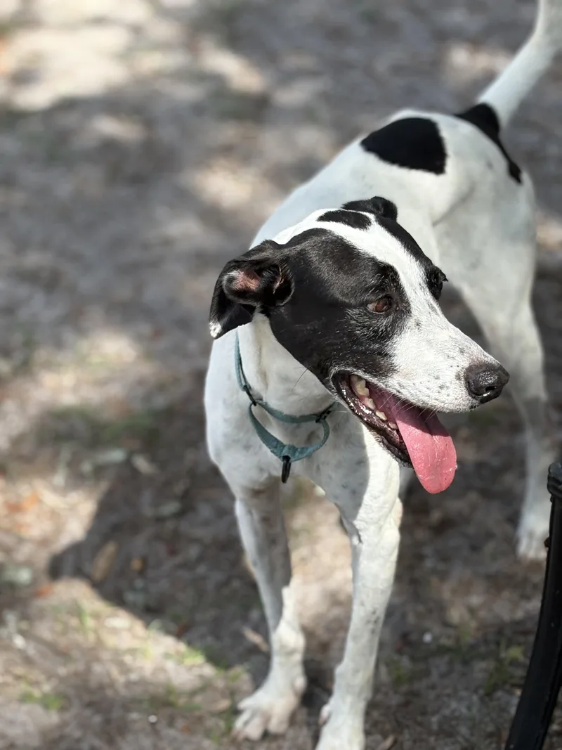 Chase!!!!   Lbs! thumbnail 2