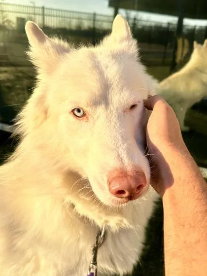 Marshmellow thumbnail 2