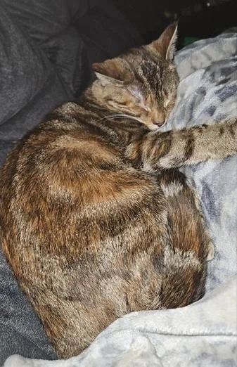 Brown Sugar thumbnail 2