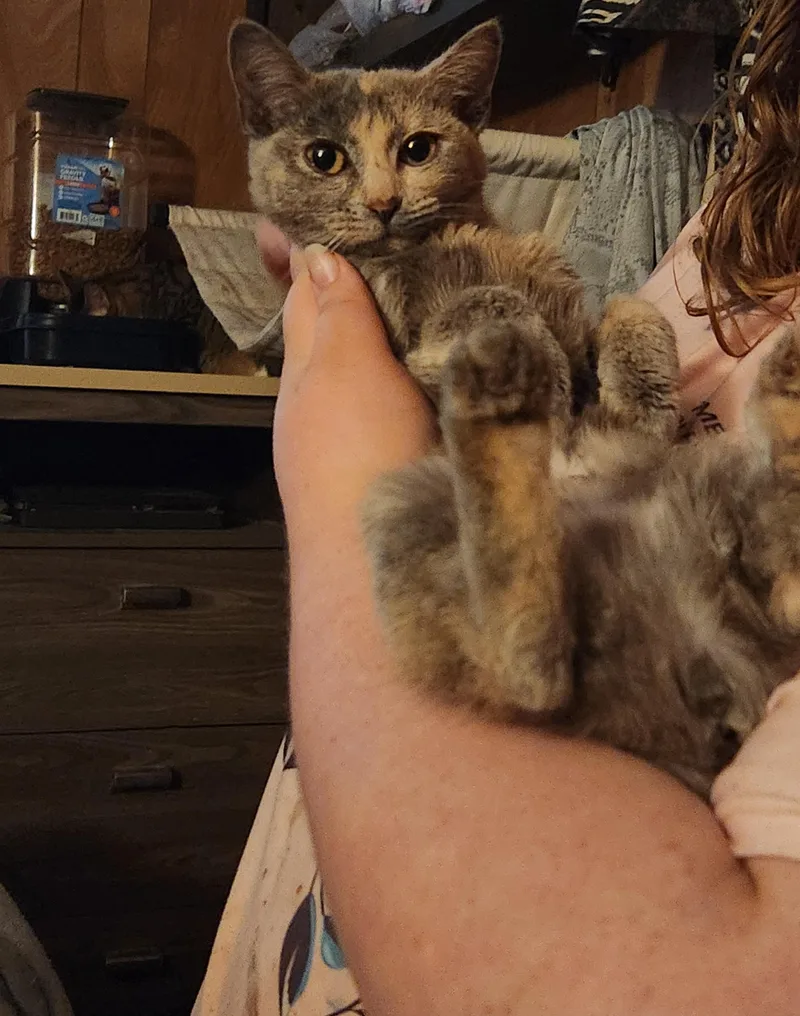 Cinnamon thumbnail 2