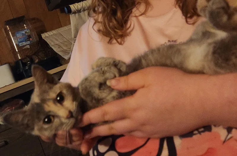 Cinnamon thumbnail 4