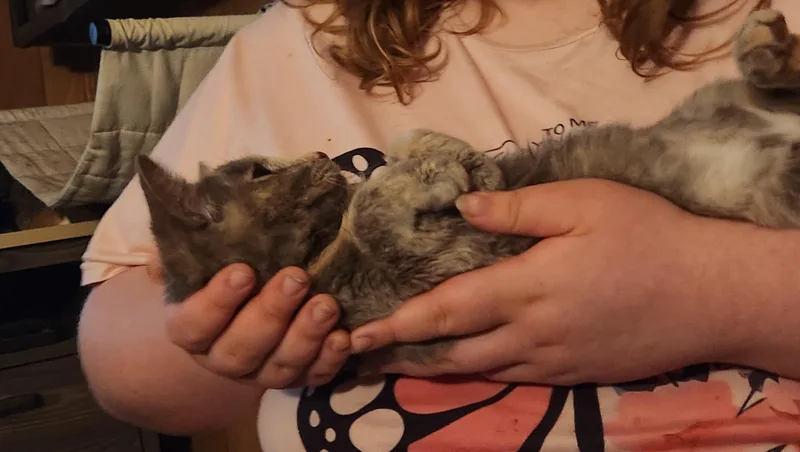 Cinnamon thumbnail 5