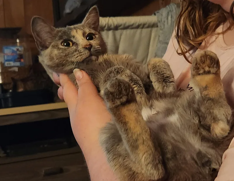 Cinnamon thumbnail 6