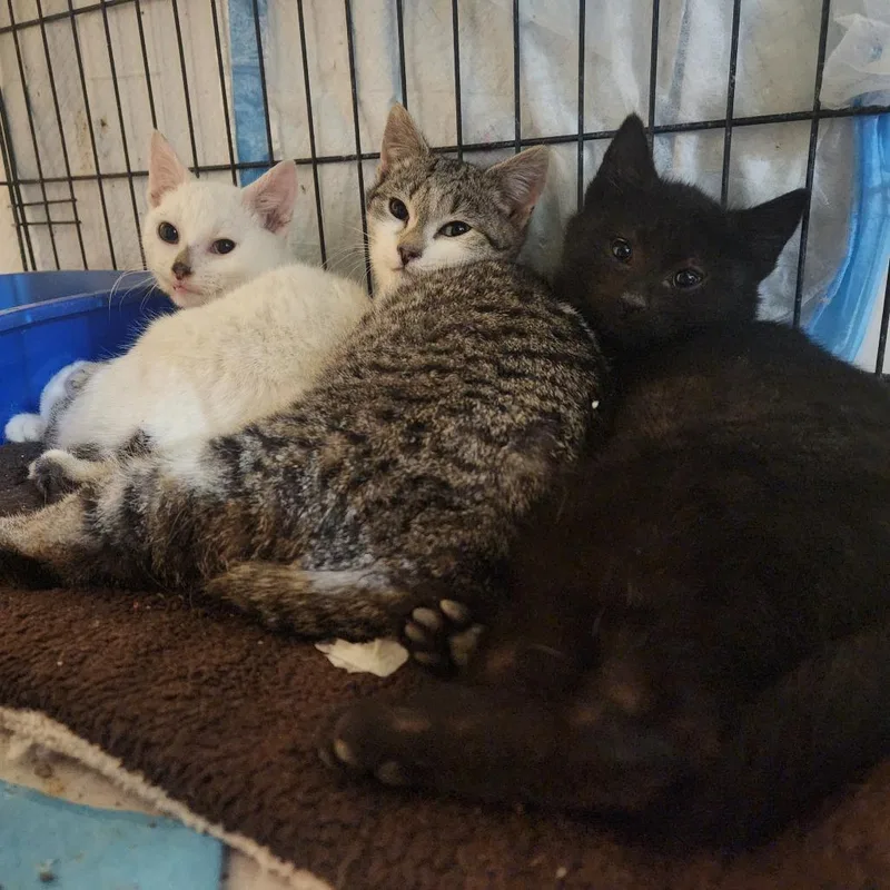 Poison Ivy thumbnail 2