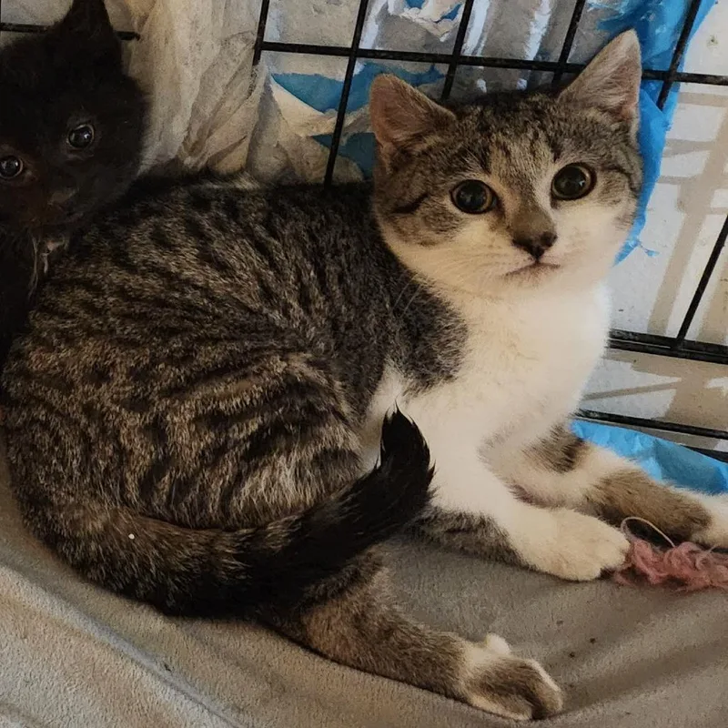 Poison Ivy thumbnail 3