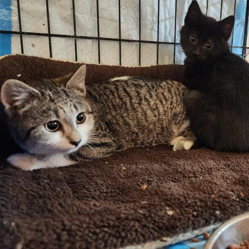 Poison Ivy thumbnail 4