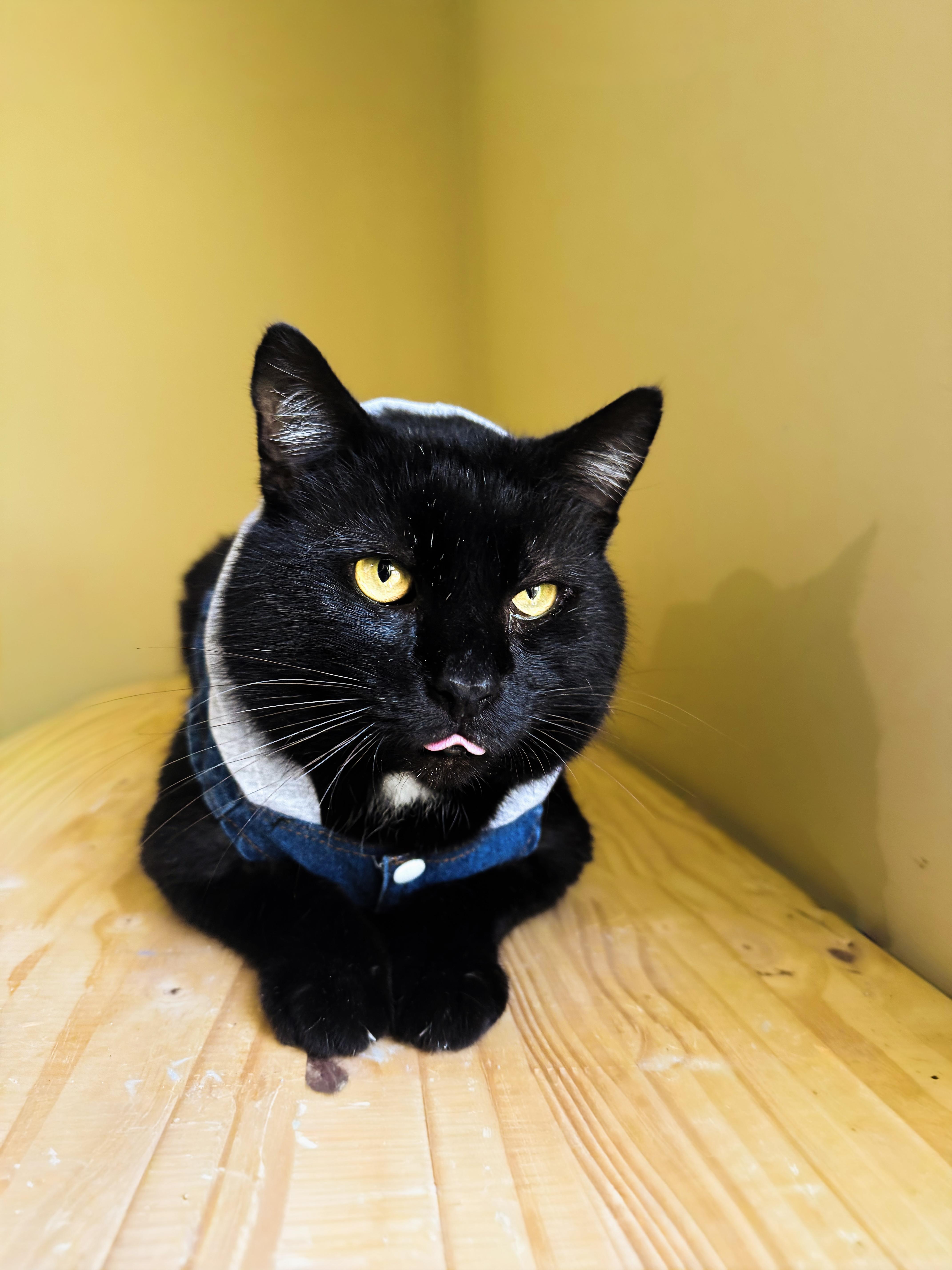 Lap Cat Gorilla thumbnail 2