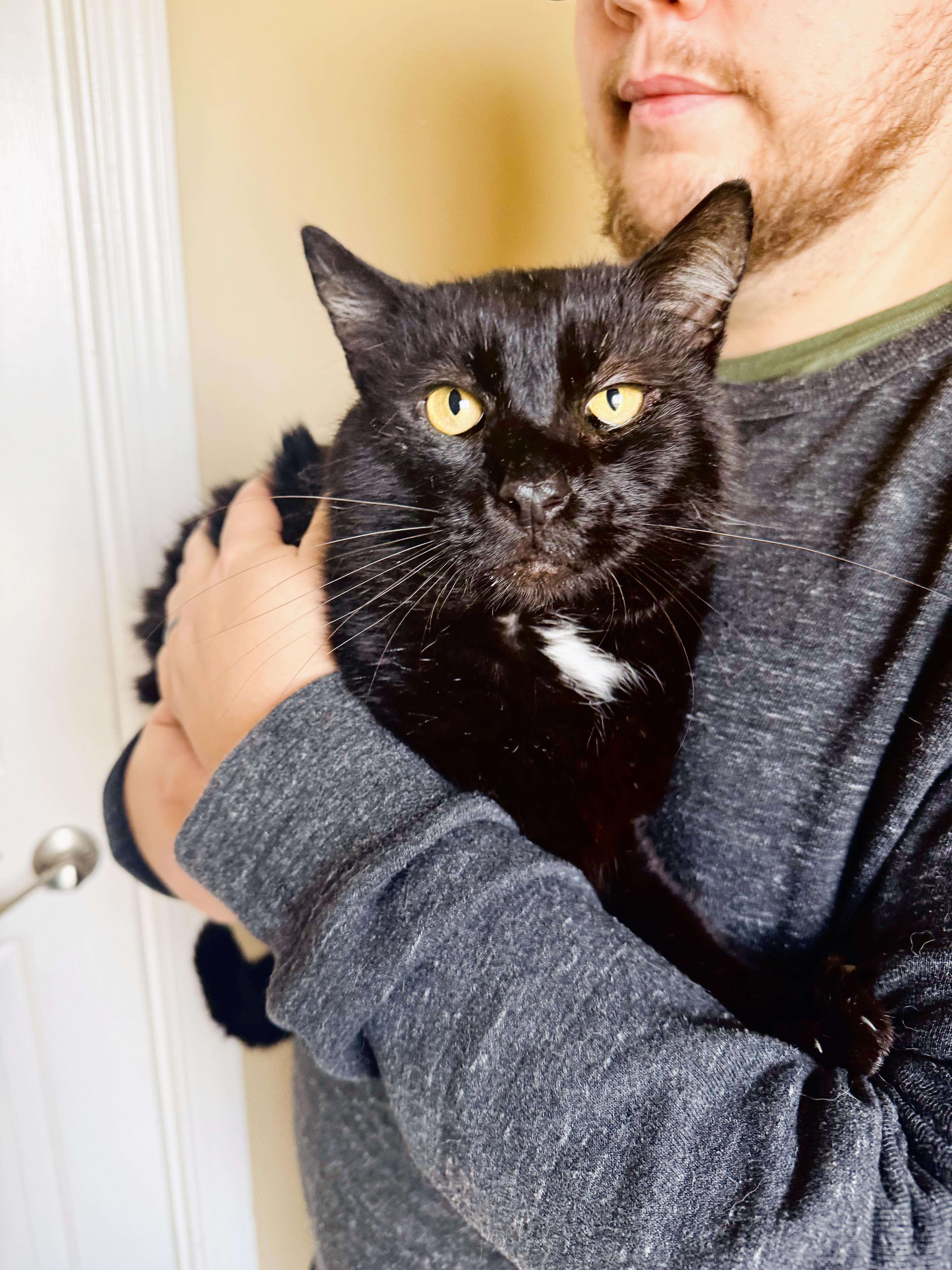 Lap Cat Gorilla thumbnail 3