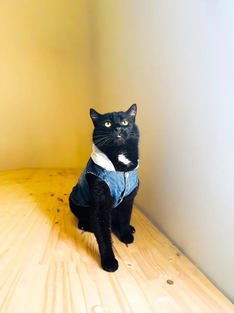 Lap Cat Gorilla thumbnail 4