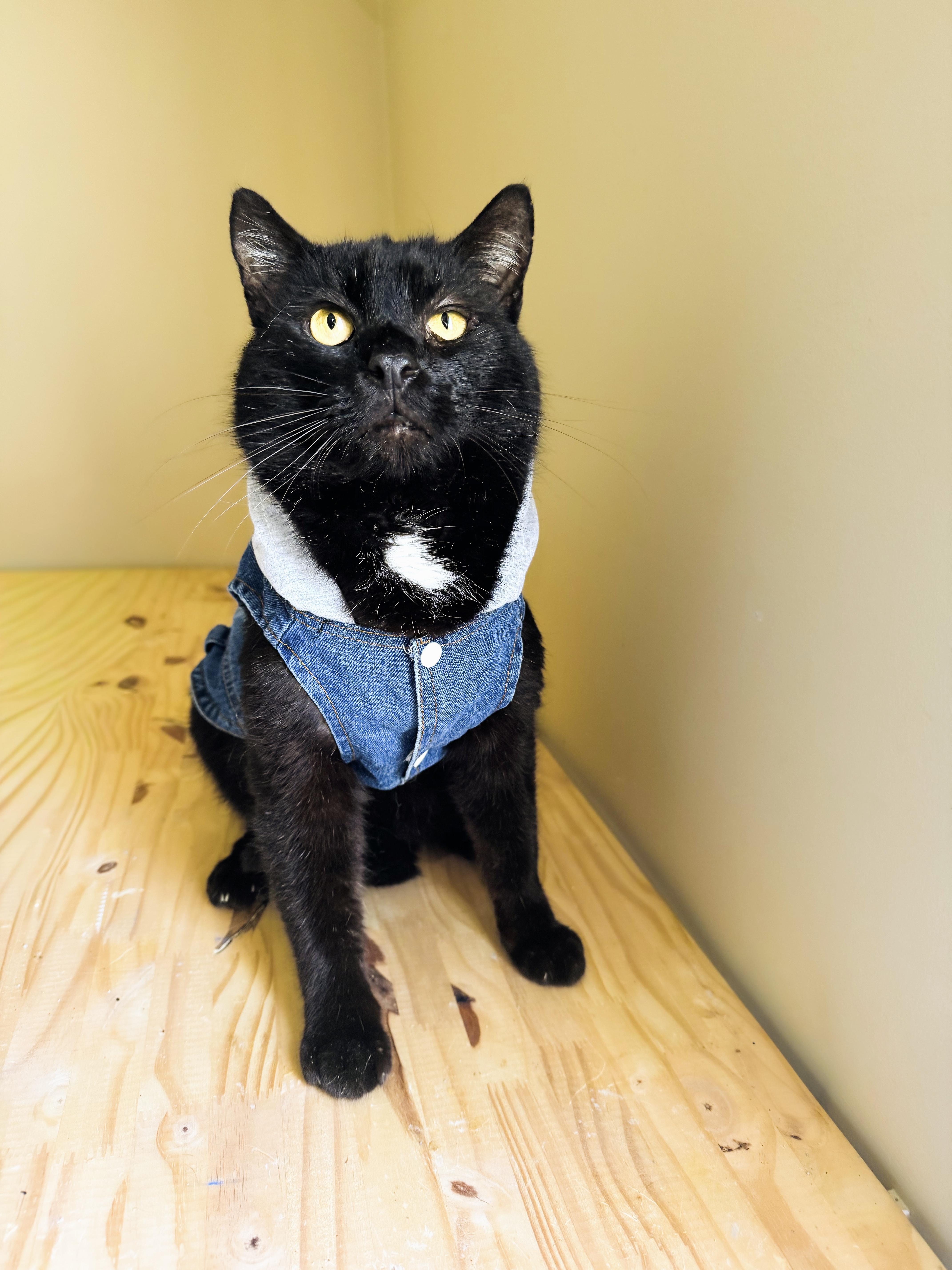 Lap Cat Gorilla thumbnail 5