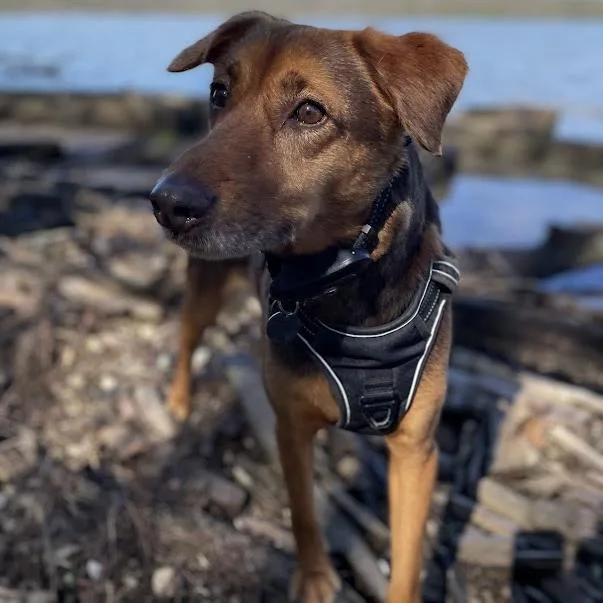 Harry Pawter thumbnail 2