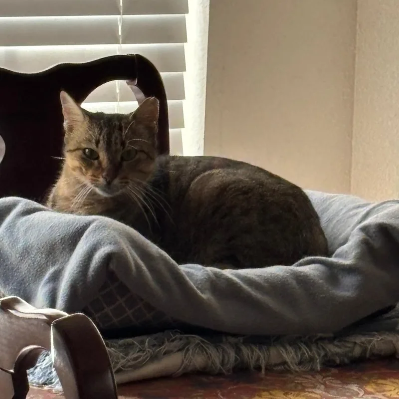 Pumpkin Pie thumbnail 2