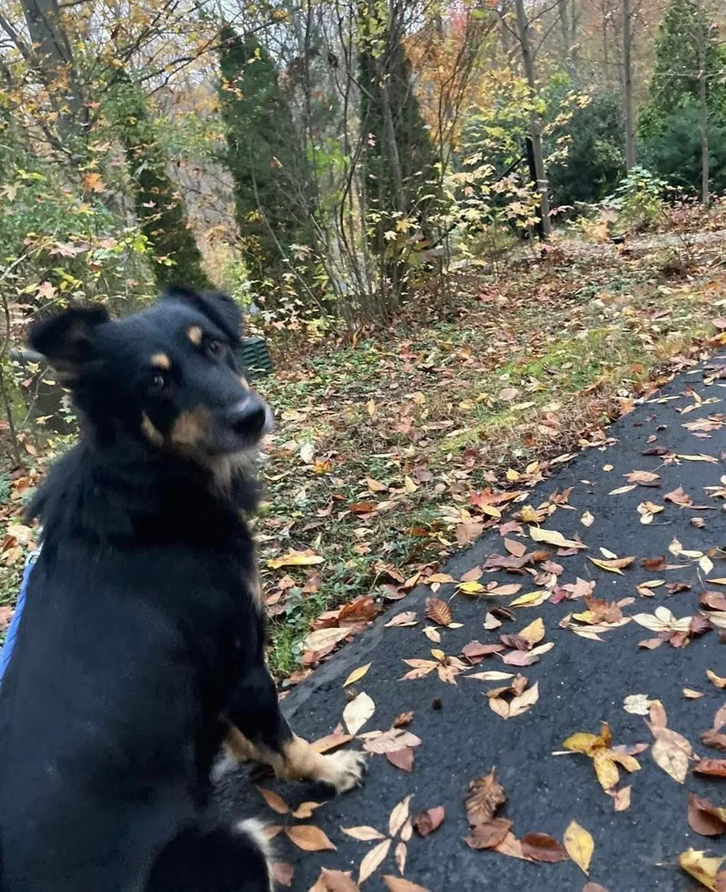 Rocky thumbnail 2
