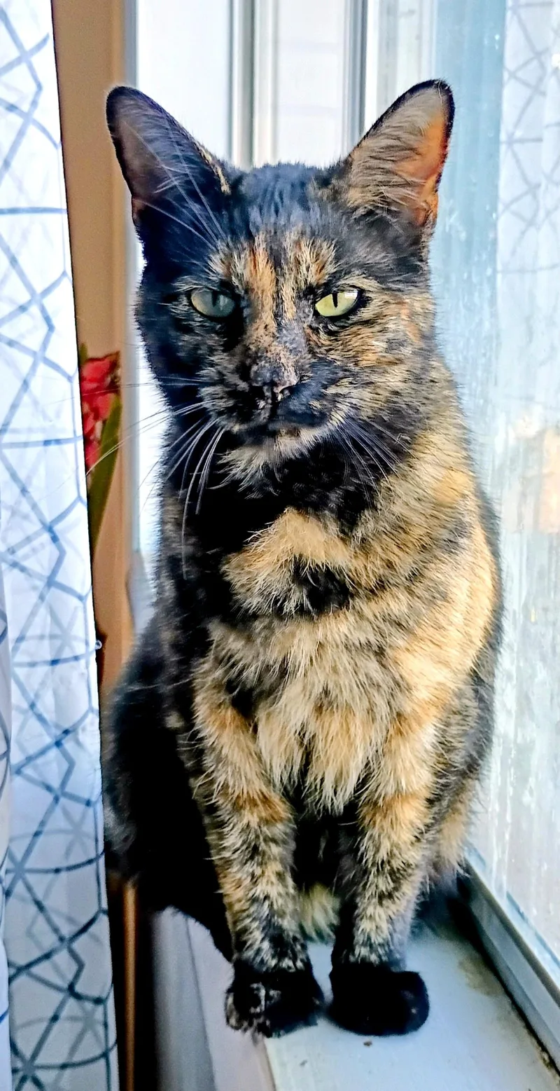 Sassafrass H. thumbnail 2