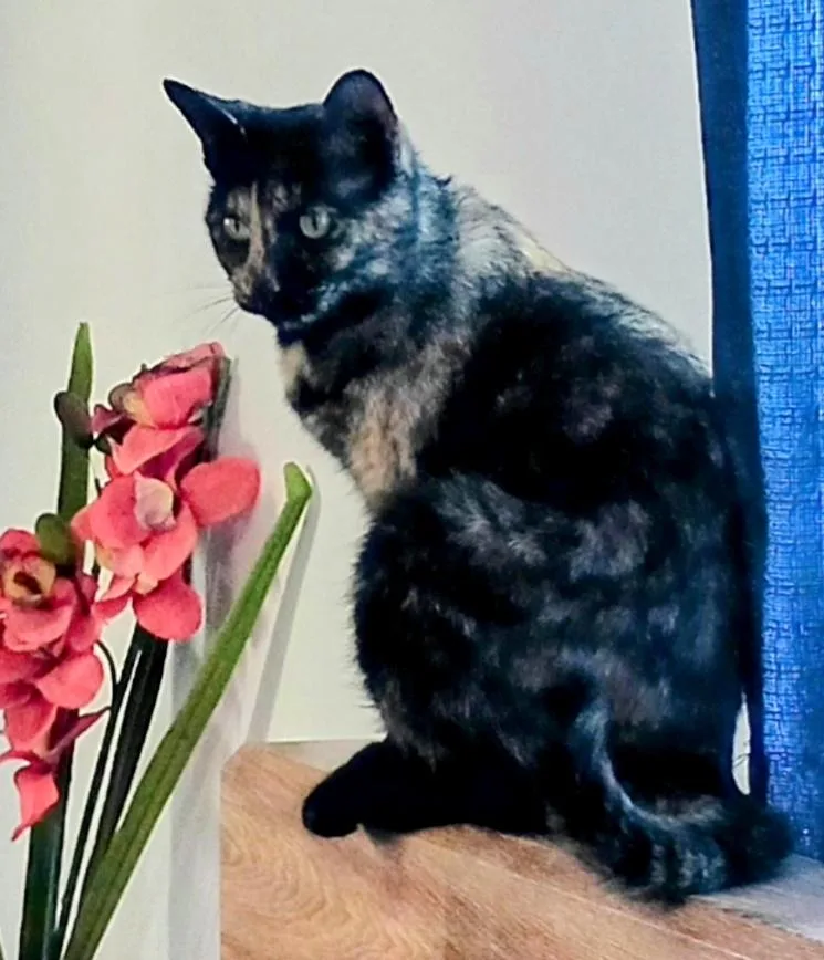 Sassafrass H. thumbnail 4