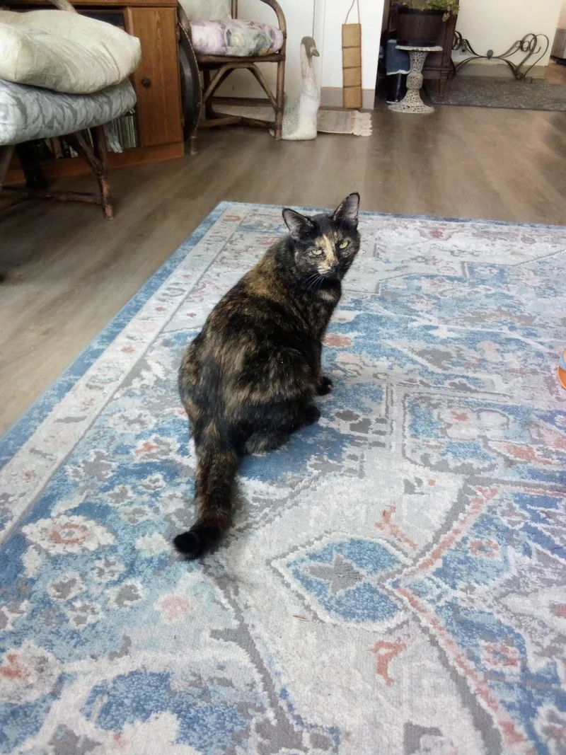 Sassafrass H. thumbnail 5