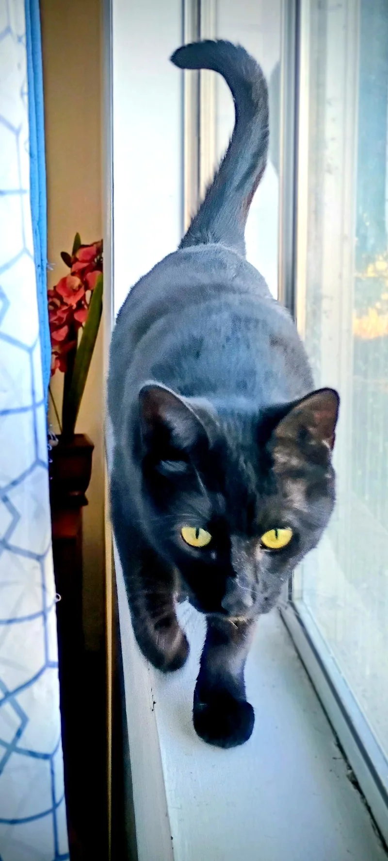 Sadie H. thumbnail 2