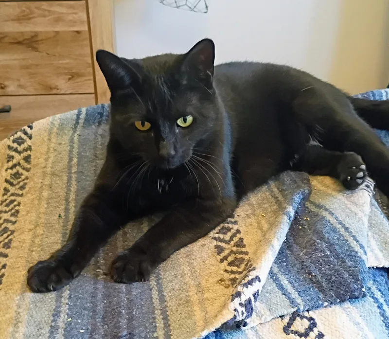 Sadie H. thumbnail 4