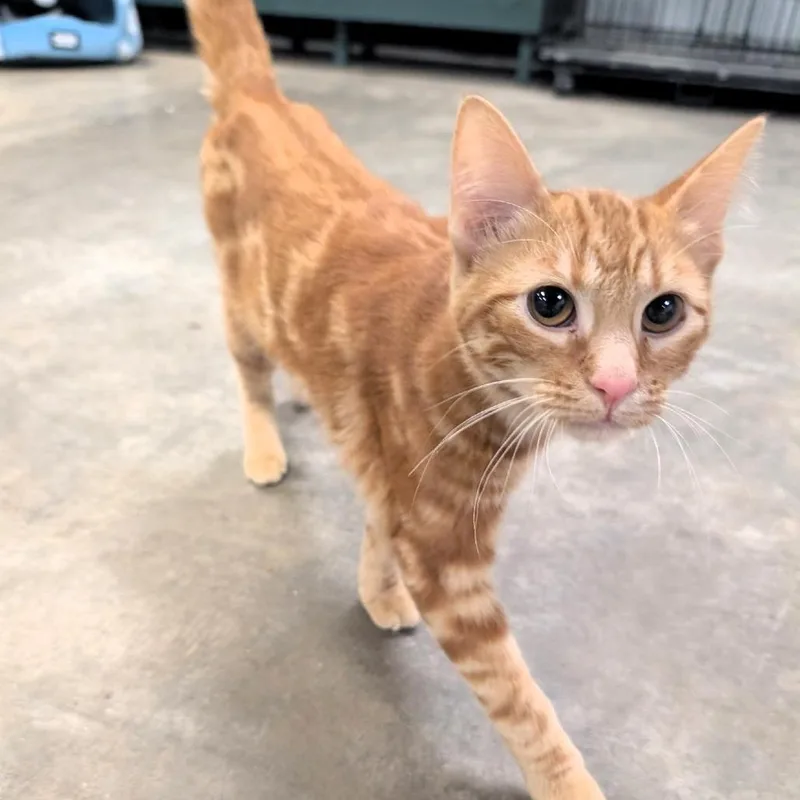 Garfield thumbnail 2