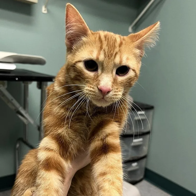 Garfield thumbnail 4