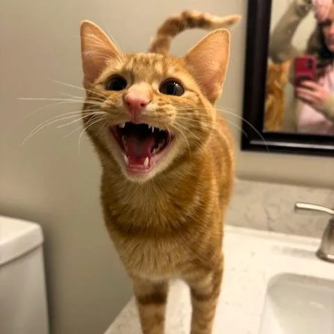 Garfield thumbnail 6