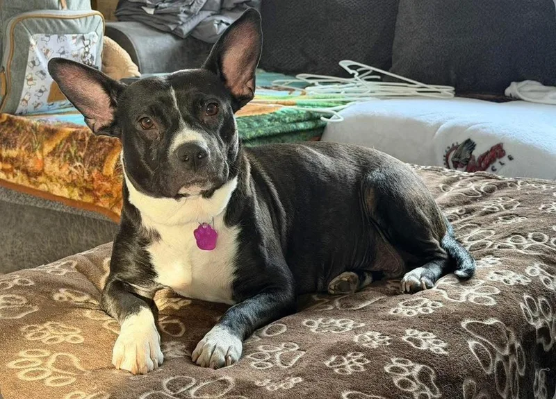 A young medium-sized female Tricolor (Brown, Black, & White) Boston Terrier dog named Belle for adoption in Dorr, MI