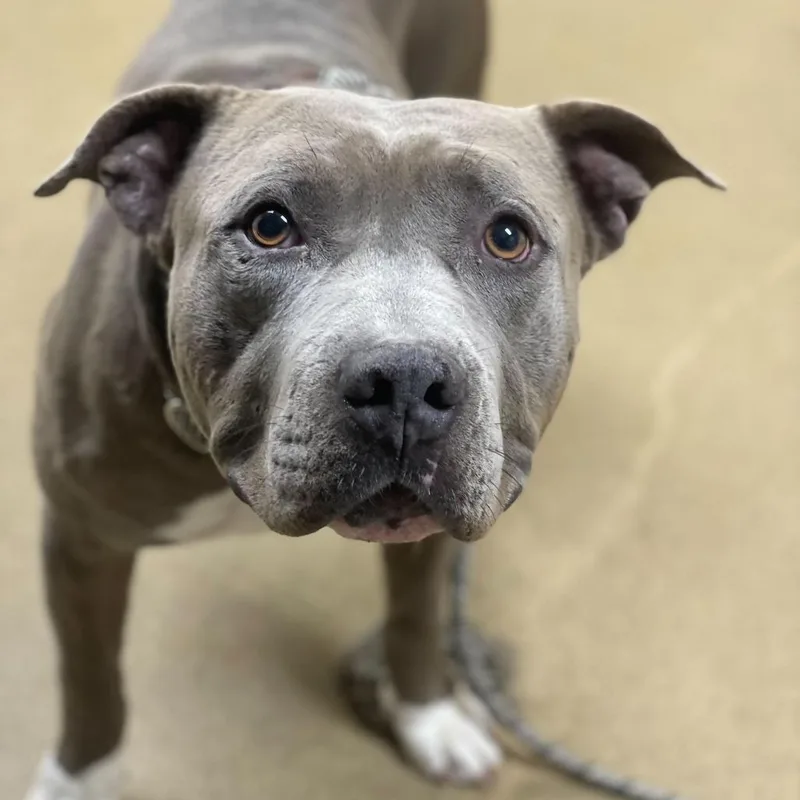 Jerry Blu thumbnail 4