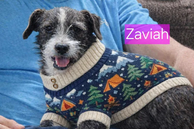 Zavia