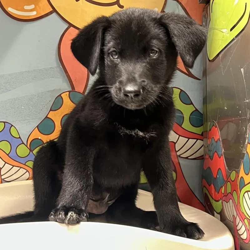 Ozzy Pawsbourne thumbnail 2