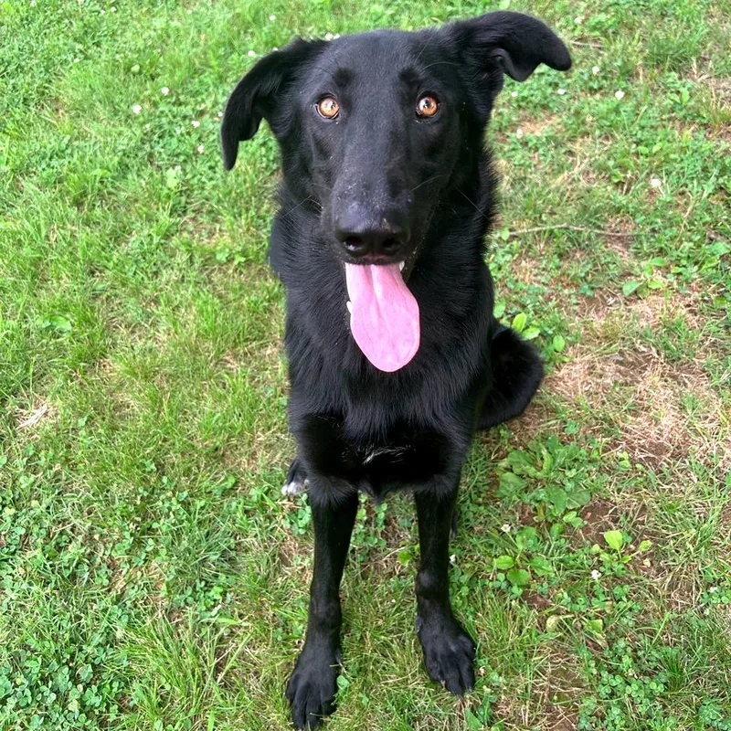 Ozzy Pawsbourne thumbnail 3