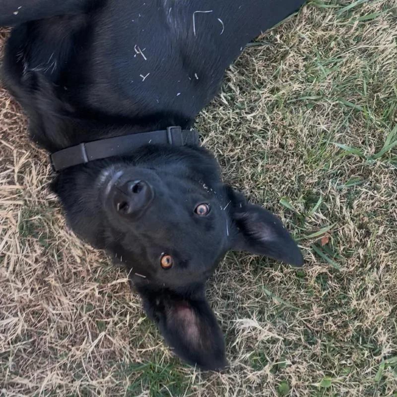 Ozzy Pawsbourne thumbnail 4