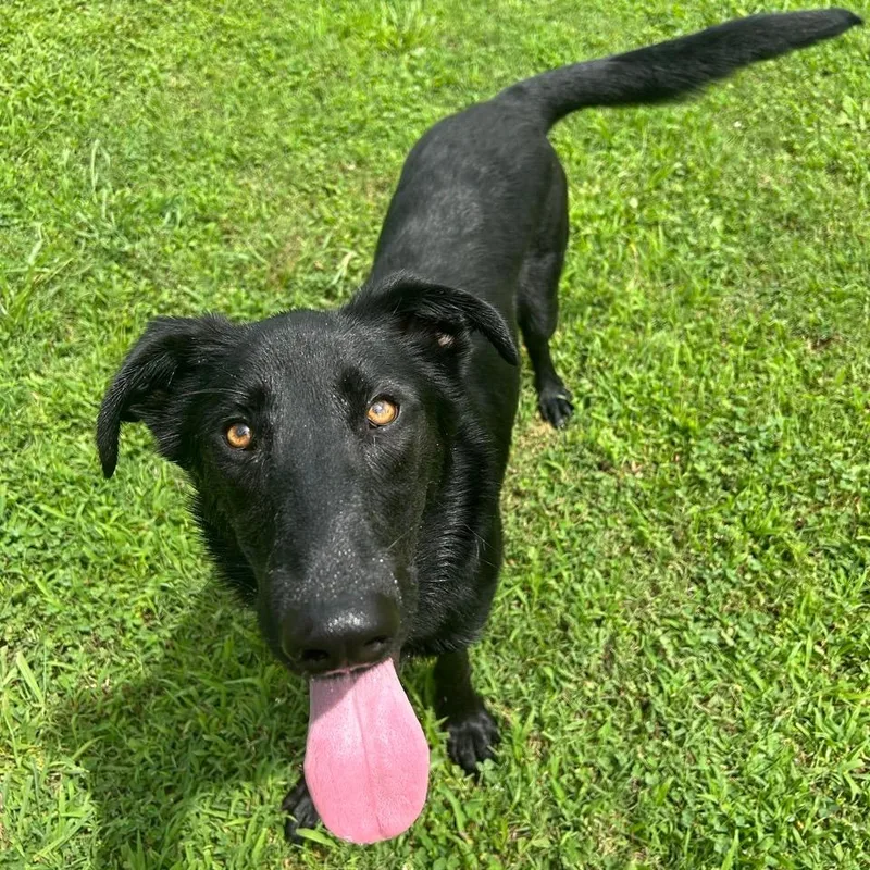 Ozzy Pawsbourne thumbnail 5