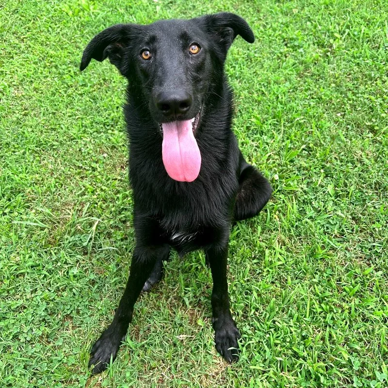 Ozzy Pawsbourne thumbnail 6