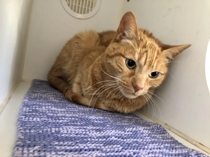 Drake And Meow Meow thumbnail 2