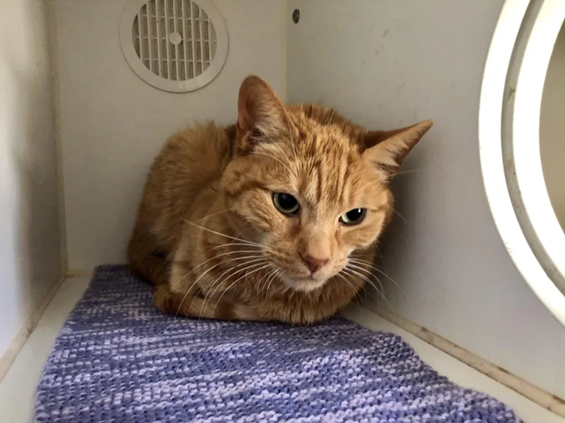 Drake And Meow Meow thumbnail 3