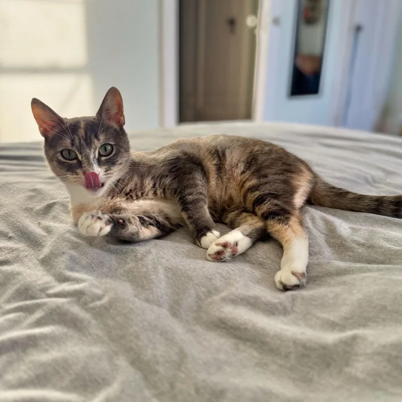 Miss Carrot thumbnail 2