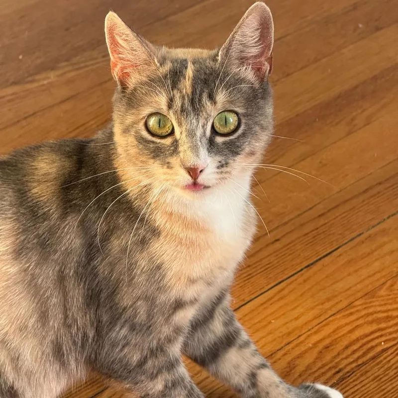 Miss Carrot thumbnail 4