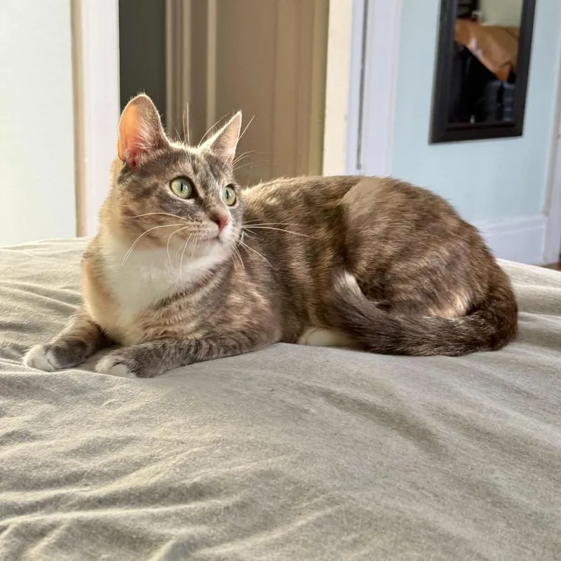 Miss Carrot thumbnail 6