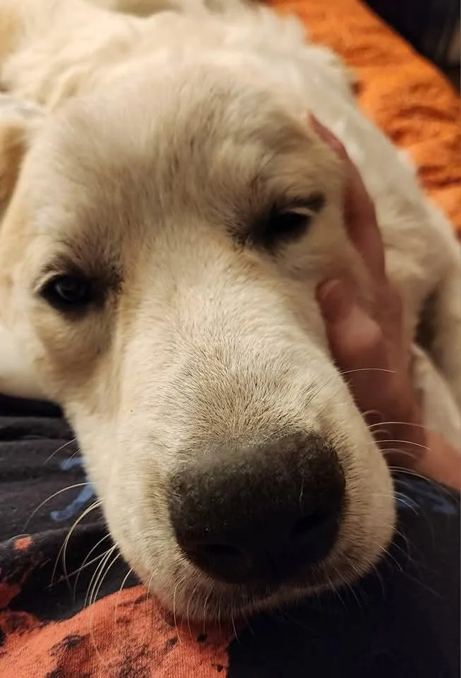 Smokey Marshmellow thumbnail 4