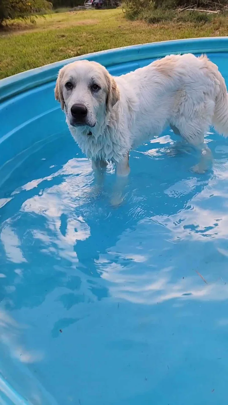 Smokey Marshmellow thumbnail 5