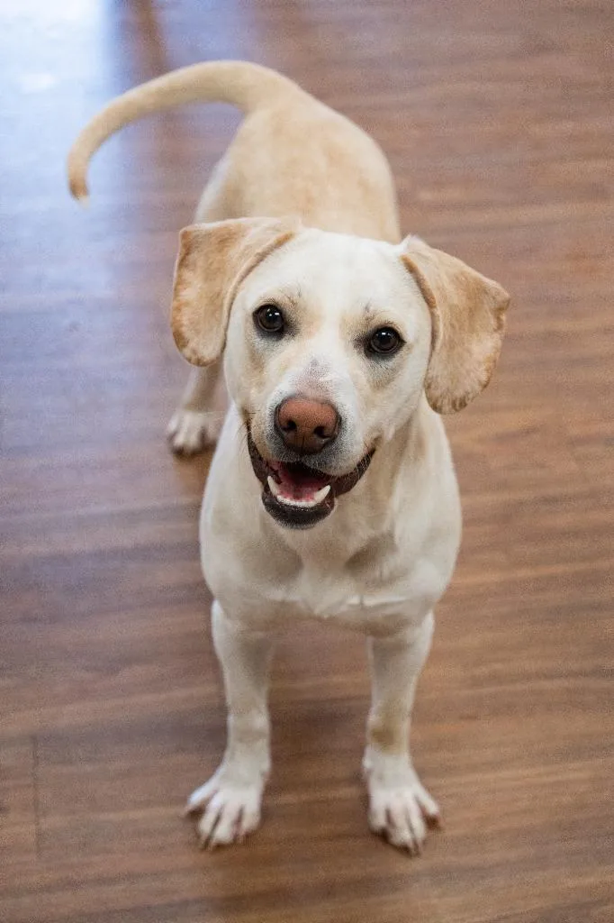 Kingfisher thumbnail 2