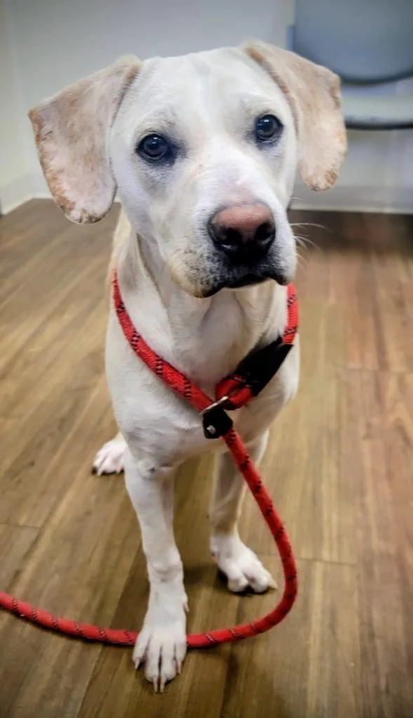 Kingfisher thumbnail 3