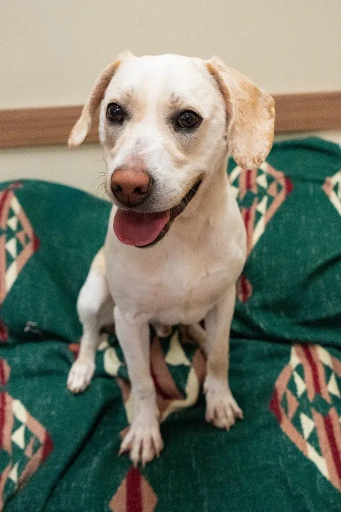 Kingfisher thumbnail 4