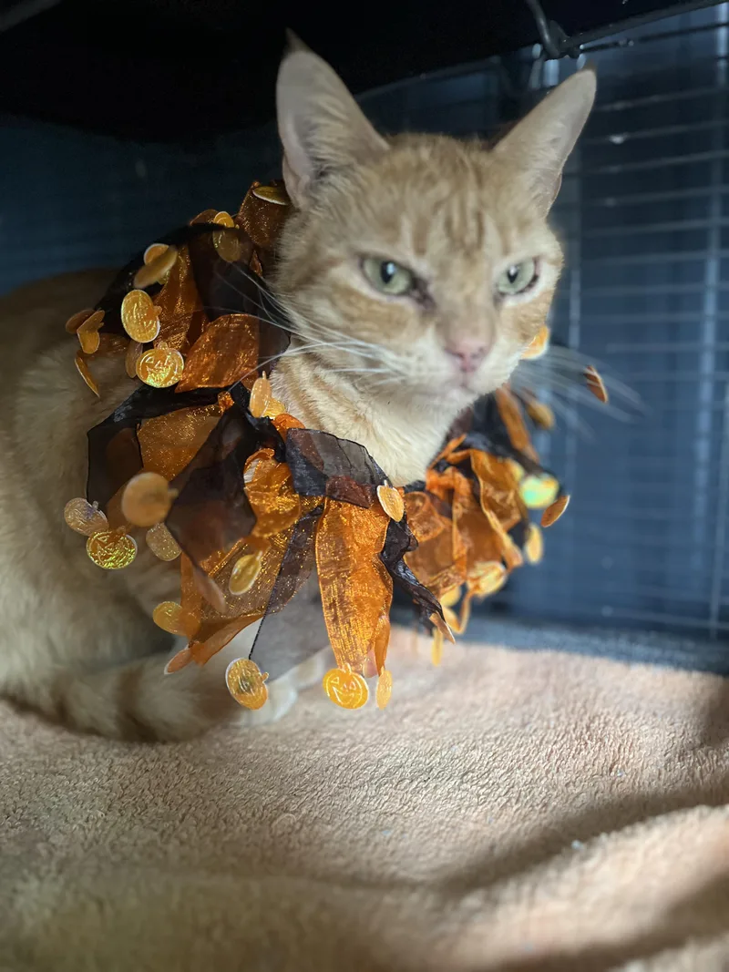 Candy Corn thumbnail 2