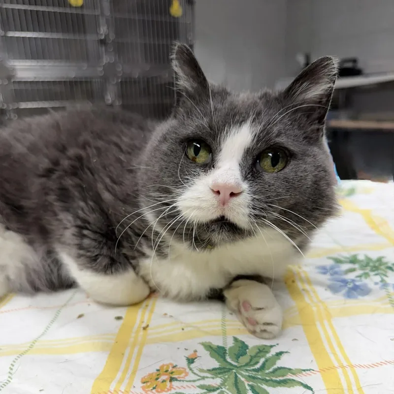 Sweet Potato thumbnail 2